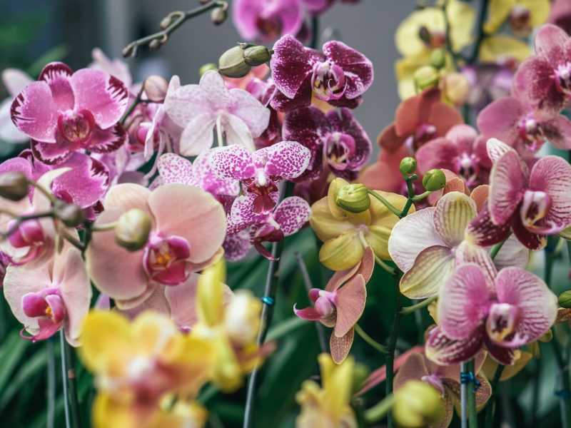 Horticulture Experience: How to Grow Orchids